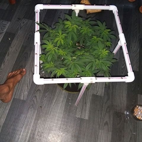 Rainbow Sherbert growlog timeline photo