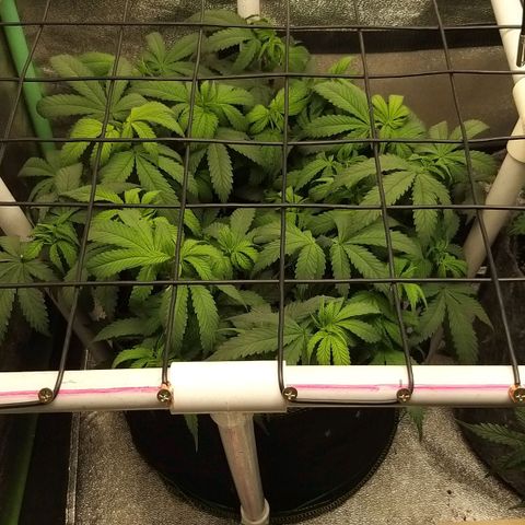 Rainbow Sherbert growlog timeline photo