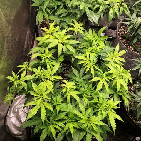 Rainbow Sherbert growlog timeline photo