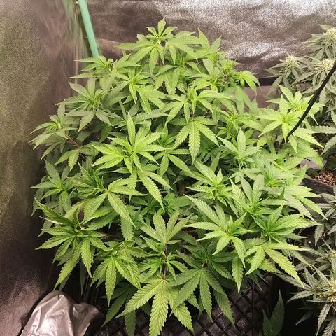 Rainbow Sherbert growlog timeline photo