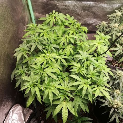 Rainbow Sherbert growlog timeline photo