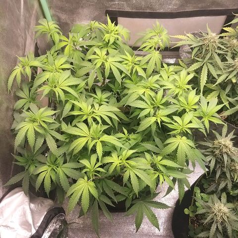 Rainbow Sherbert growlog timeline photo