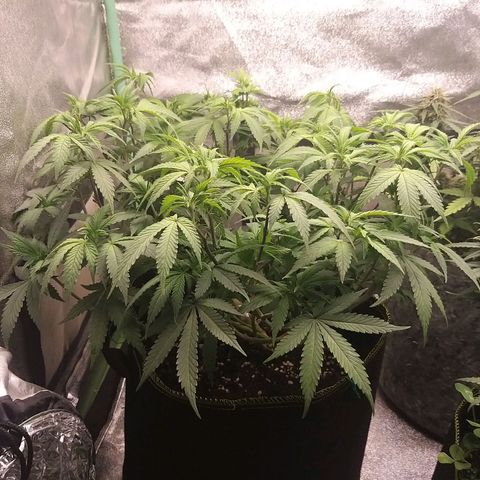 Rainbow Sherbert growlog timeline photo