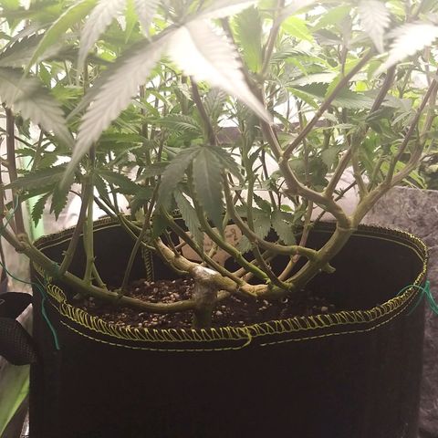 Rainbow Sherbert growlog timeline photo