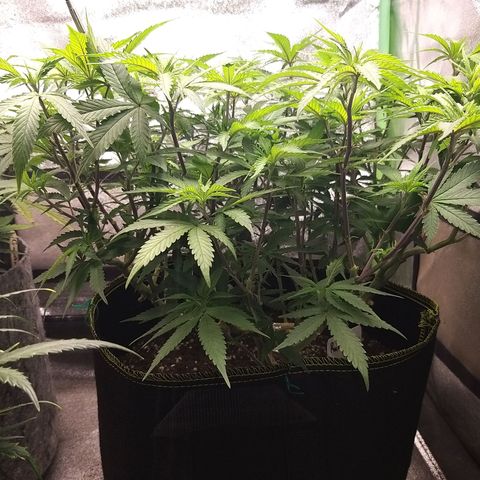 Rainbow Sherbert growlog timeline photo