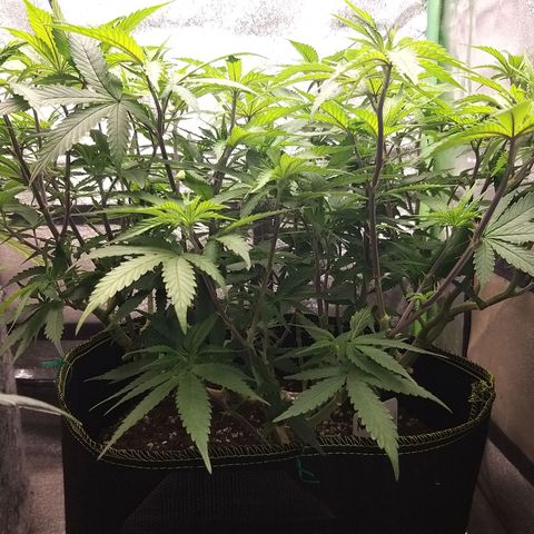 Rainbow Sherbert growlog timeline photo