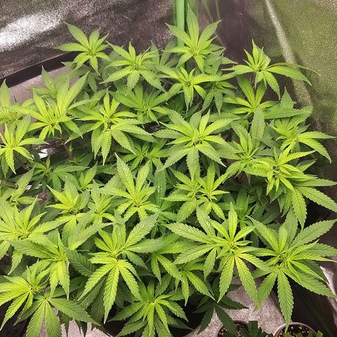Rainbow Sherbert growlog timeline photo