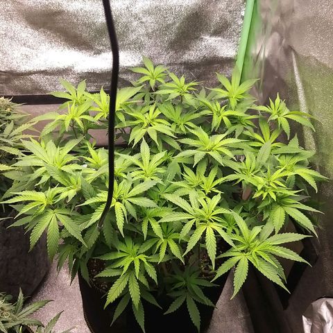 Rainbow Sherbert growlog timeline photo