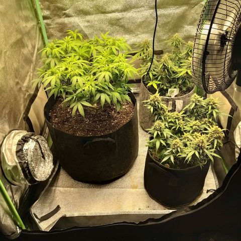 Rainbow Sherbert growlog timeline photo