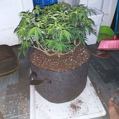 Rainbow Sherbert growlog timeline photo