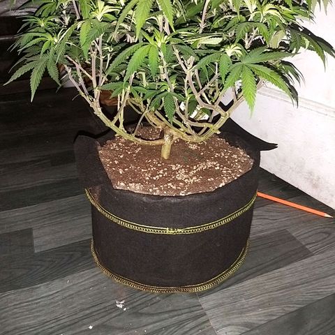 Rainbow Sherbert growlog timeline photo