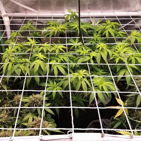 Rainbow Sherbert growlog timeline photo
