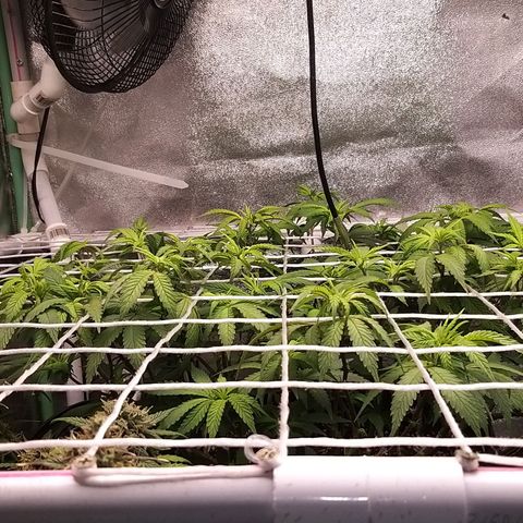 Rainbow Sherbert growlog timeline photo