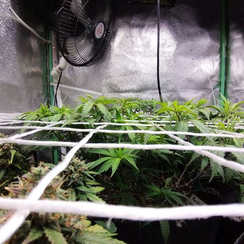 Rainbow Sherbert growlog timeline photo