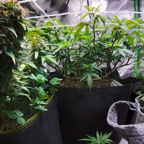 Rainbow Sherbert growlog timeline photo