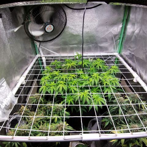 Rainbow Sherbert growlog timeline photo