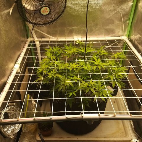 Rainbow Sherbert growlog timeline photo
