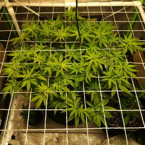 Rainbow Sherbert growlog timeline photo