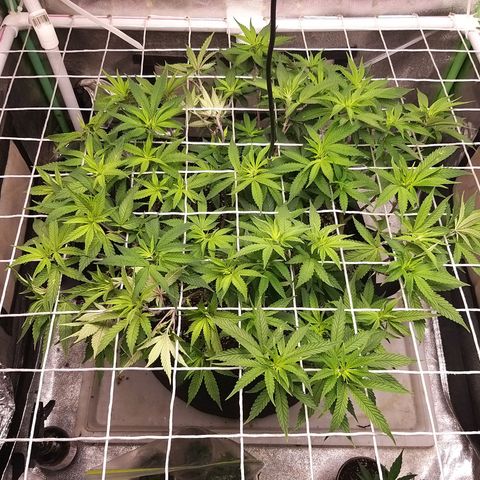 Rainbow Sherbert growlog timeline photo