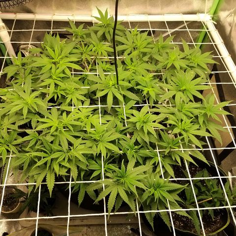 Rainbow Sherbert growlog timeline photo
