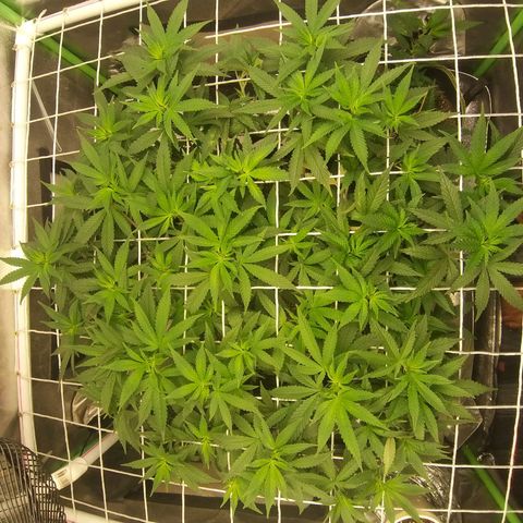 Rainbow Sherbert growlog timeline photo