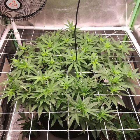 Rainbow Sherbert growlog timeline photo