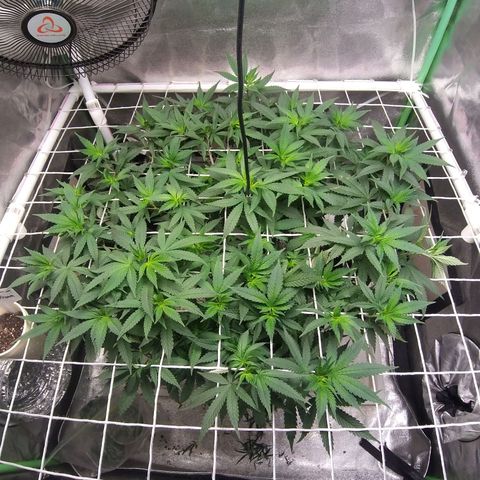 Rainbow Sherbert growlog timeline photo