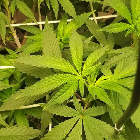 Rainbow Sherbert growlog timeline photo