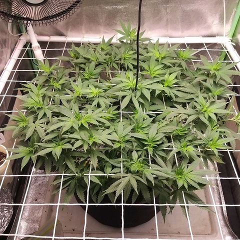 Rainbow Sherbert growlog timeline photo