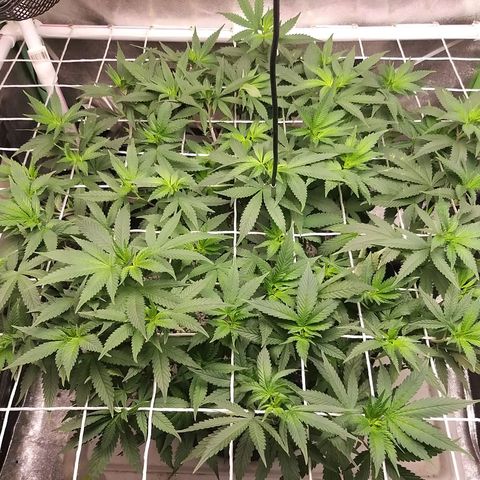 Rainbow Sherbert growlog timeline photo