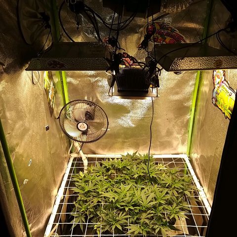 Rainbow Sherbert growlog timeline photo