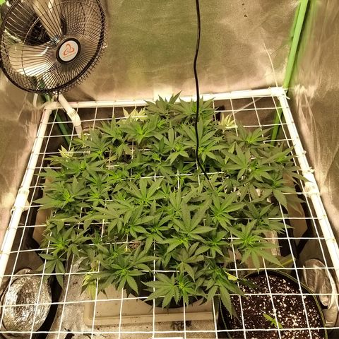 Rainbow Sherbert growlog timeline photo