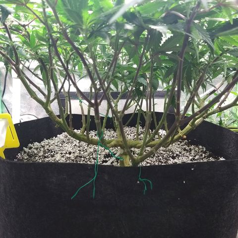 Rainbow Sherbert growlog timeline photo