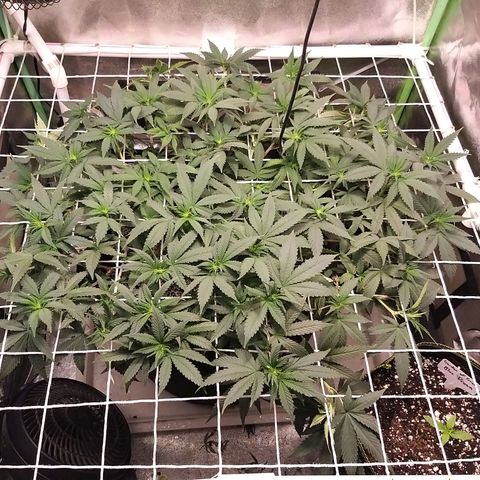 Rainbow Sherbert growlog timeline photo