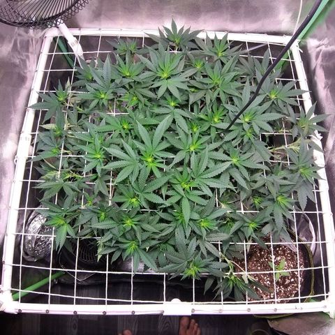 Rainbow Sherbert growlog timeline photo