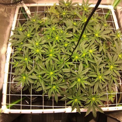 Rainbow Sherbert growlog timeline photo
