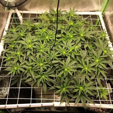 Rainbow Sherbert growlog timeline photo