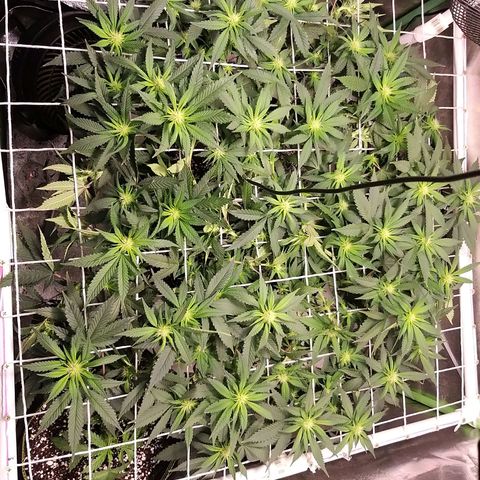 Rainbow Sherbert growlog timeline photo
