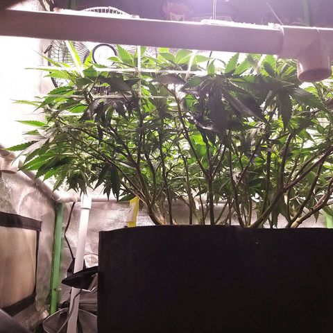 Rainbow Sherbert growlog timeline photo
