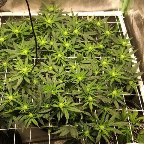 Rainbow Sherbert growlog timeline photo