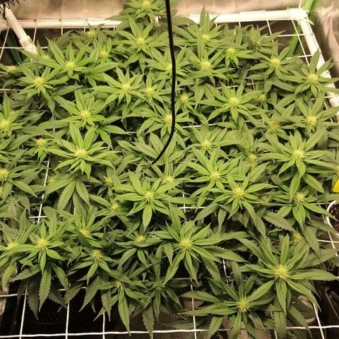 Rainbow Sherbert growlog timeline photo