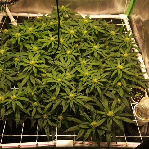 Rainbow Sherbert growlog timeline photo