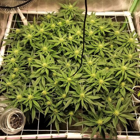 Rainbow Sherbert growlog timeline photo