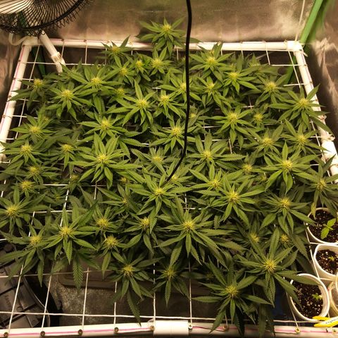 Rainbow Sherbert growlog timeline photo