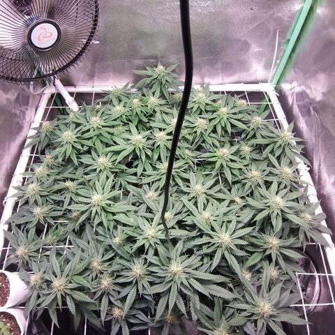 Rainbow Sherbert growlog timeline photo