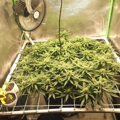 Rainbow Sherbert growlog timeline photo
