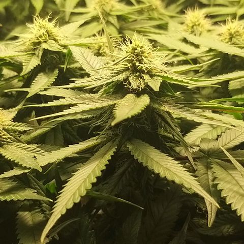 Rainbow Sherbert growlog timeline photo