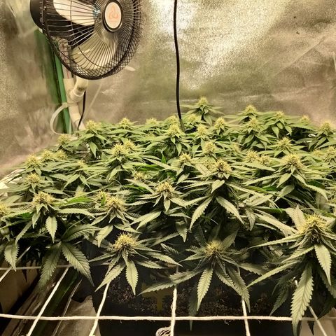 Rainbow Sherbert growlog timeline photo