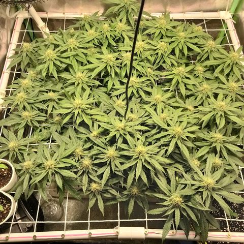 Rainbow Sherbert growlog timeline photo