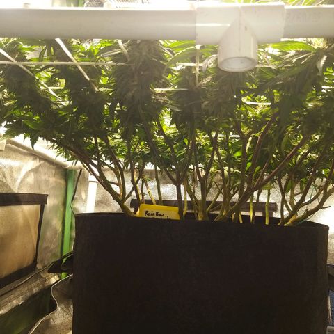 Rainbow Sherbert growlog timeline photo